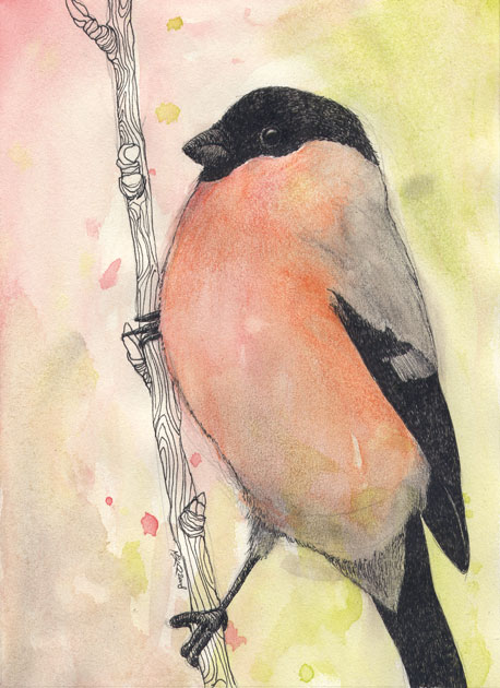 Bullfinch 'Goudvink'