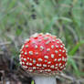 Amanita