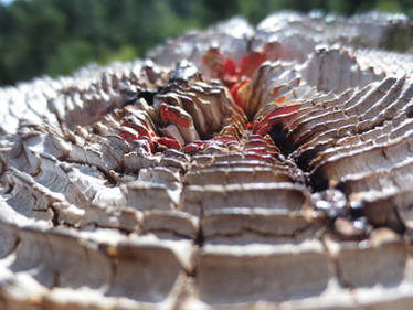 Labyrinth Carving