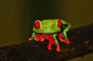 Red eyed tree frog