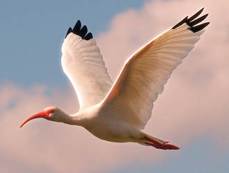 White Ibis