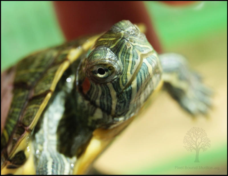 Baby Red-eared Slider