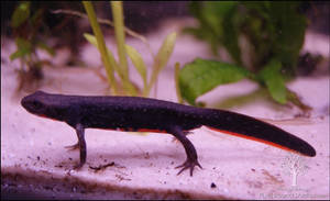 Fire Bellied Newt