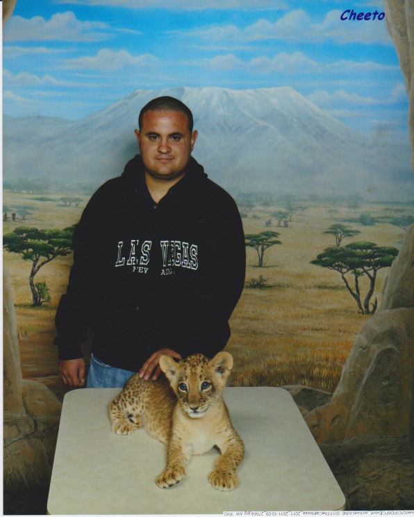 Las Vegas MGM grand lion cub