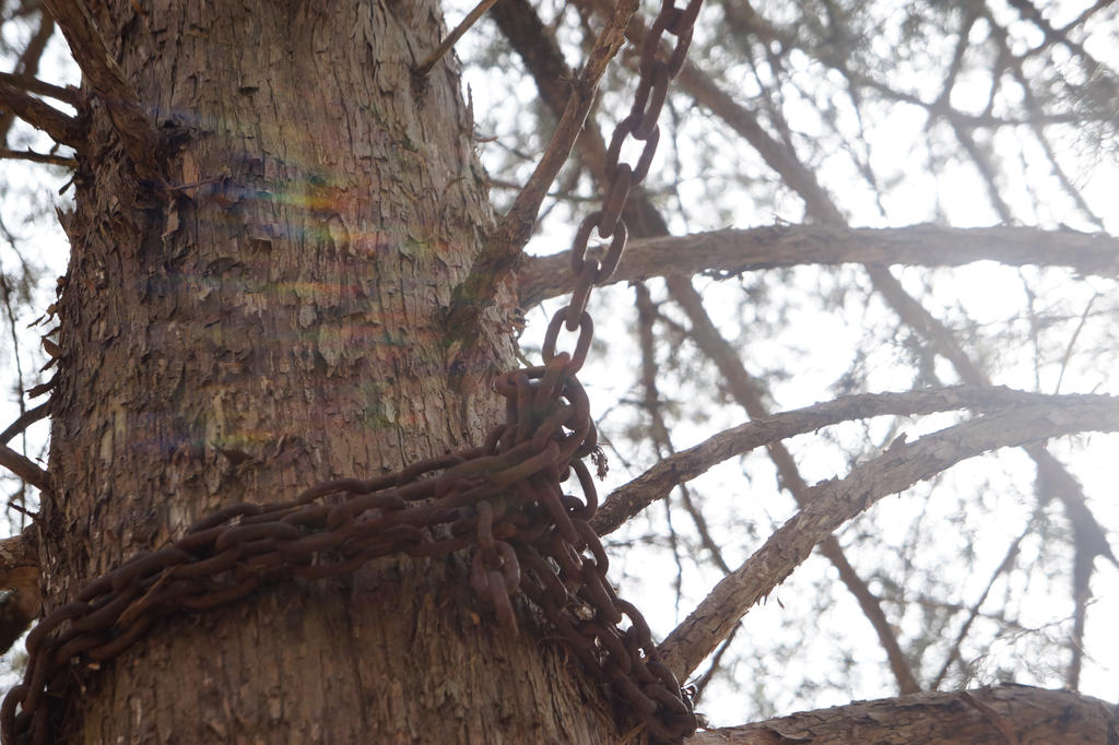 Chained Tree by XeonPhoenix on DeviantArt