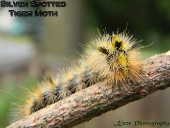 Silver spotted tiger moth caterpillar