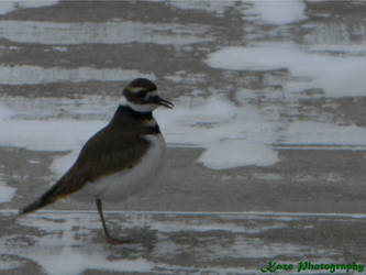 Killdeer