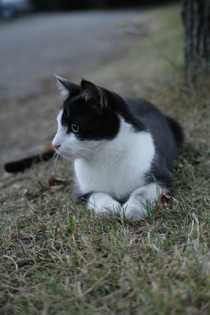 Mika 06 by nevaehdu on DeviantArt