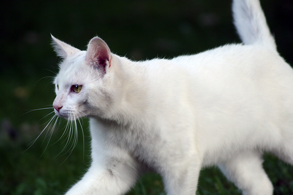 Turkish Van Cross