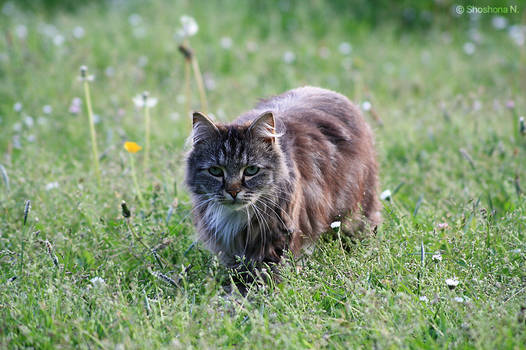 Zulu in the meadow