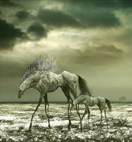 WILD HORSES 3