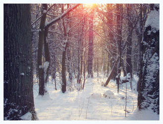Winter Forest Sun