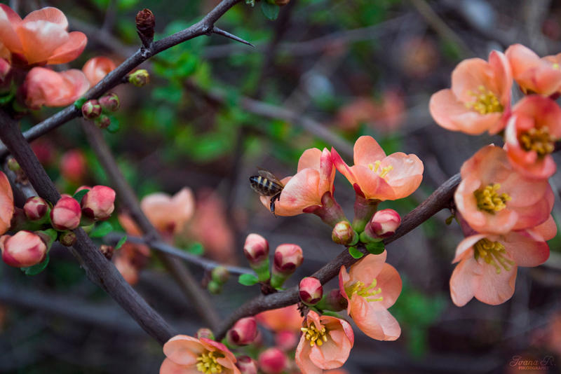 Bee and flowers