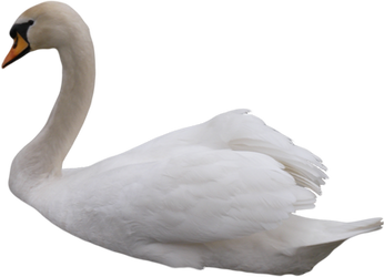 Swan PNG