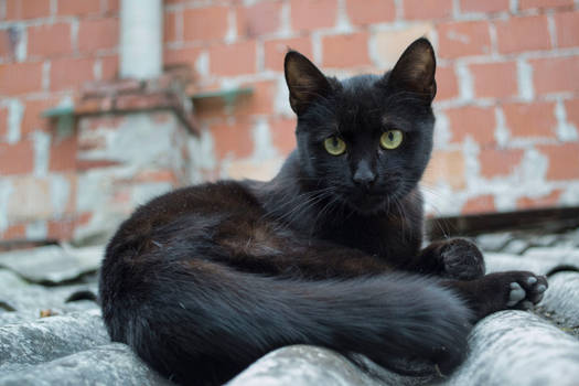 Black Cat [Stock]