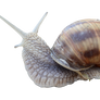 Snail [PNG]