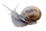 Snail [PNG]