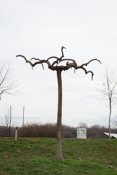 Weird Tree