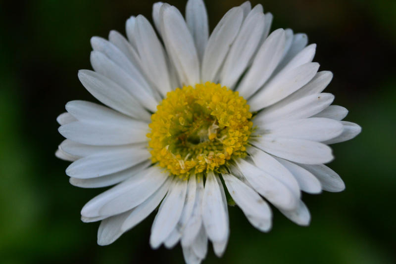 Daisy [Stock]