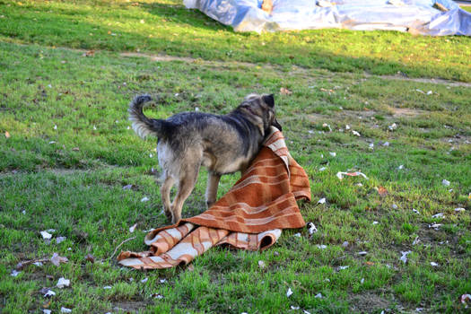 Dog and blanket [Stock]