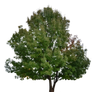 Tree [PNG]