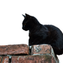 Black Cat [PNG]