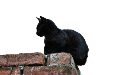 Black Cat [PNG]