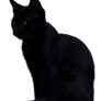 Black Cat 2 [PNG]
