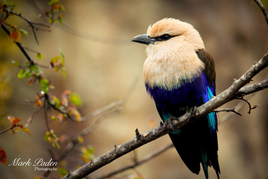 Blue belied Roller