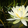 Water Lily