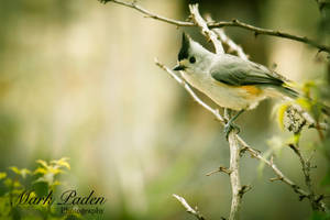 Entice of the Titmice