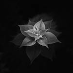 dark pleased by arayo