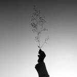 give you by arayo