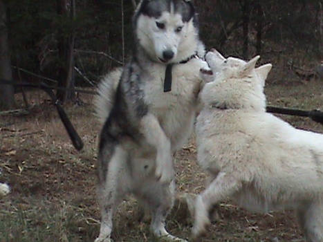 Charlie and Buck playing