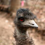 Emu portrait