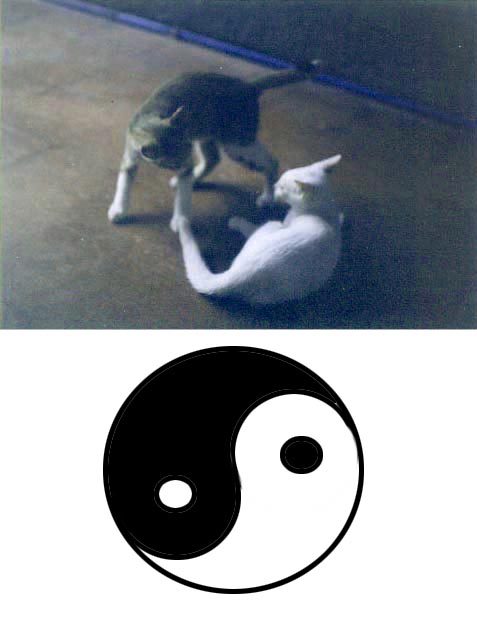 yin and yang