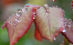 rain drops on rose leaves by janicewq