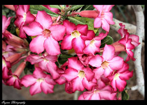 Flowers for a pretty girl