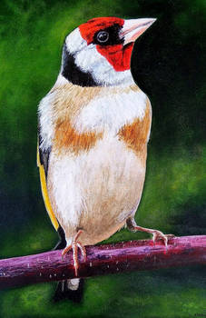 Goldfinch