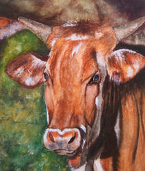 Cow