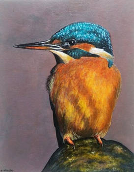 Kingfisher