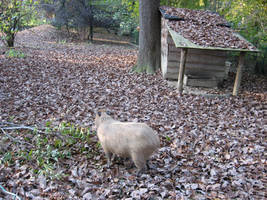 Capybara