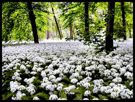 White Flowers Mb