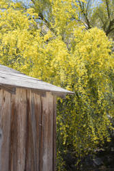 Yellow Spring Flowers - DeathValley 2017