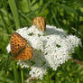 Butterfly pair 2