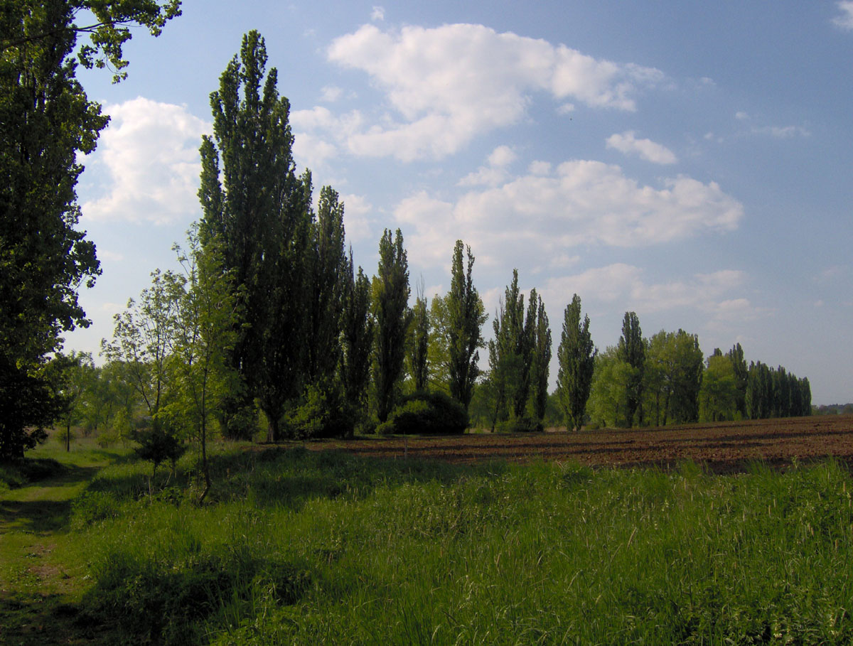 Row of poplar trees