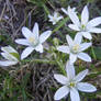 Star of Bethlehem cluster