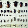 beetle sheet