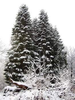 Fir tree in snow