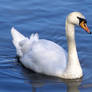 swan swims...